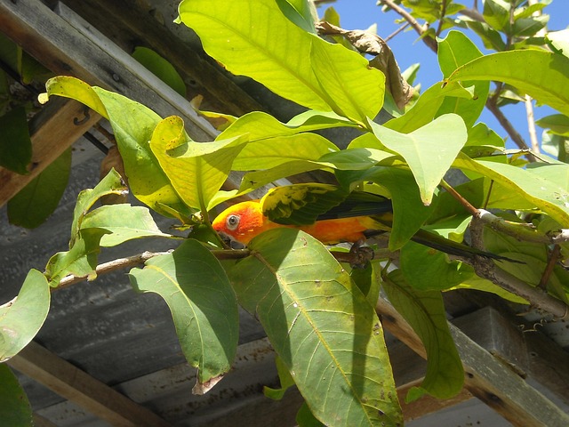 Parrot, Maldiven