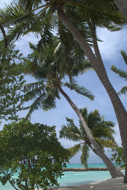 Handpalmen, Maldiven, Strand