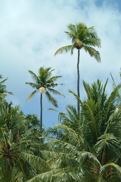 Maldiven, Handpalmen, Strand