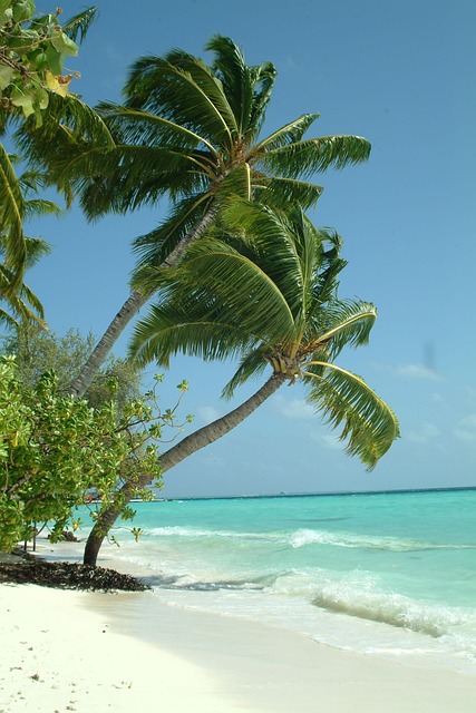 Maldiven, Palma, Strand