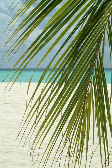 Free Palm Branch Maldives photo and picture