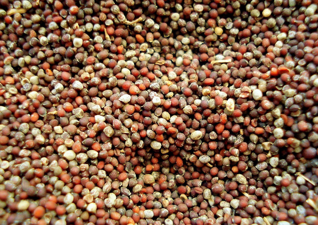Mustard Seeds In Hindi