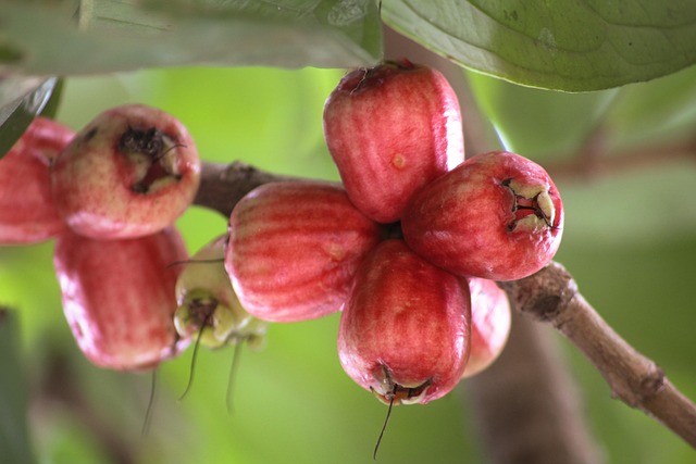Free Guava Fruit photo and picture