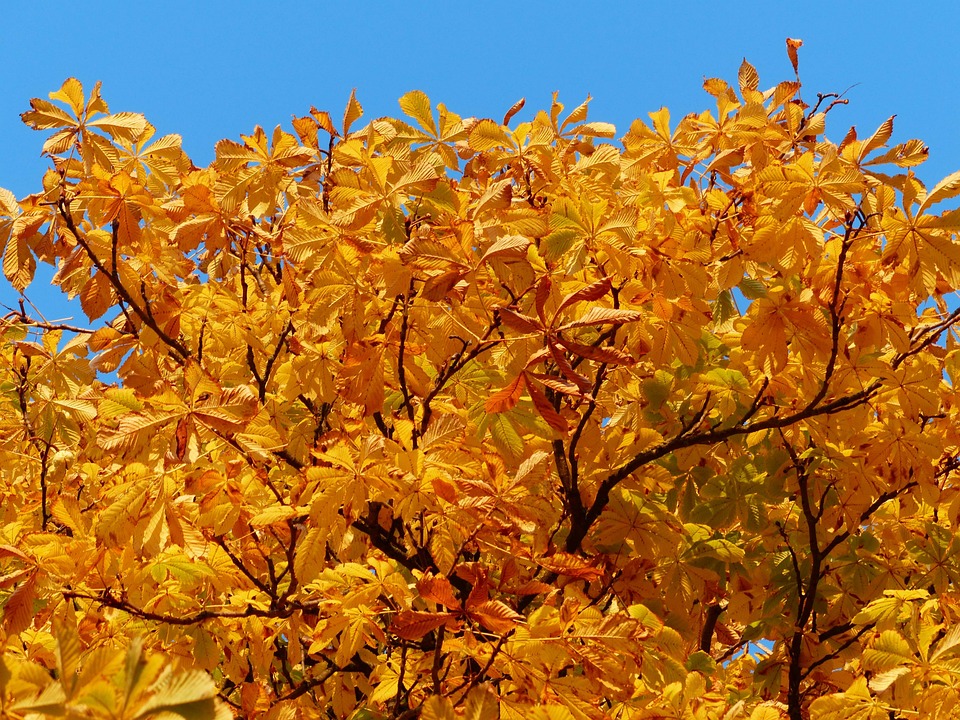Autumn Leaves Gold Colors Free photo on Pixabay Pixabay