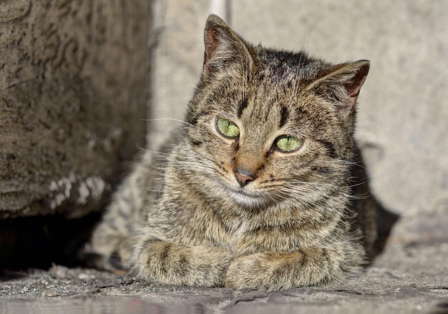 Free Cat Animals photo and picture