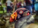 sarcorampus papa, bird, colorful