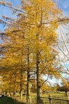 european larch, tree, larch