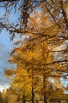 european larch, tree, larch
