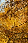 fall color, yellow, golden