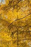 european larch, tree, larch