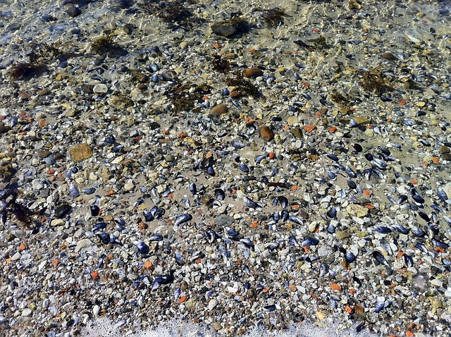 Free Sea Shells Beach photo and picture