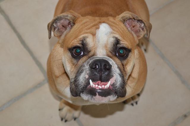 Free Canine Teeth Bulldog photo and picture