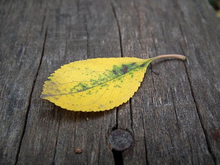 Efterår Blad, Ark, Efterår, Gul, Bladtab