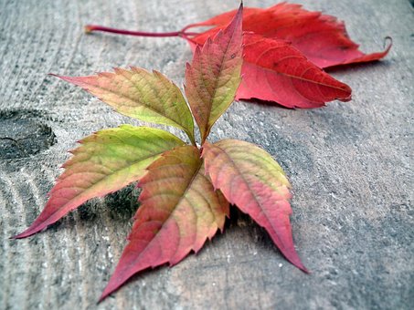 Blade, Efterår, Bladtab, Efterår Blad