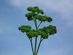 parsley, green, seasoning