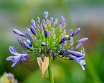 agapanthus, flower, florets