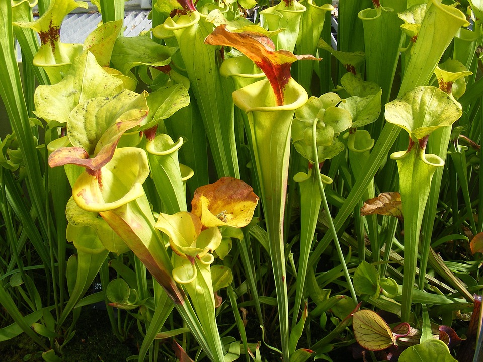 Carnivorous Plants Insectivorous Free Photo On Pixabay