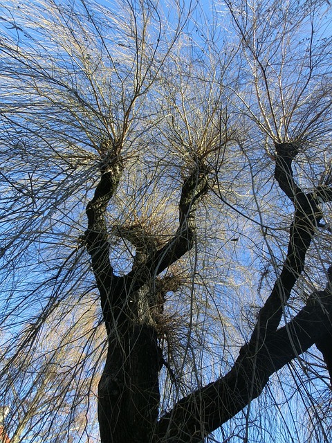 Free Weeping Willow Tree photo and picture