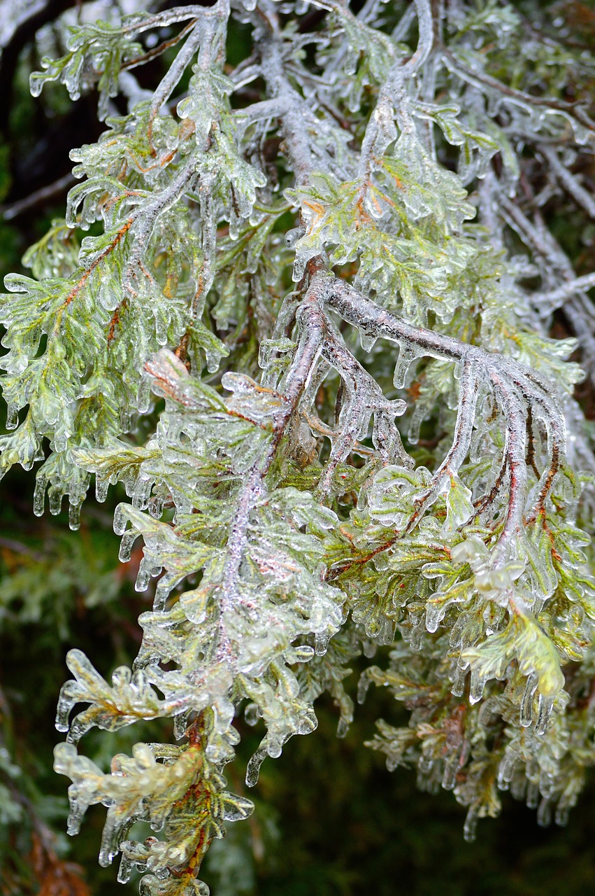 Ice Bouges Ice Bough Winter - Free photo on Pixabay