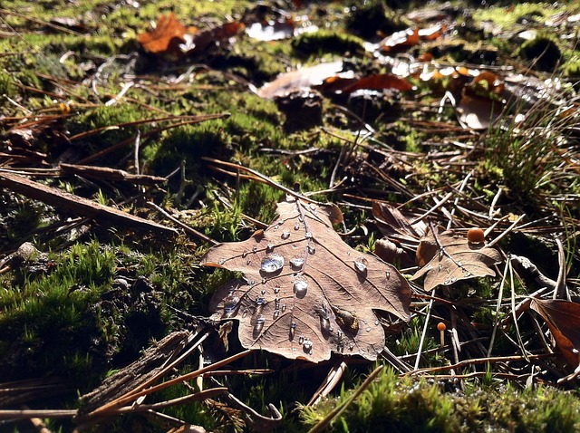 Free Foliage Leaf photo and picture