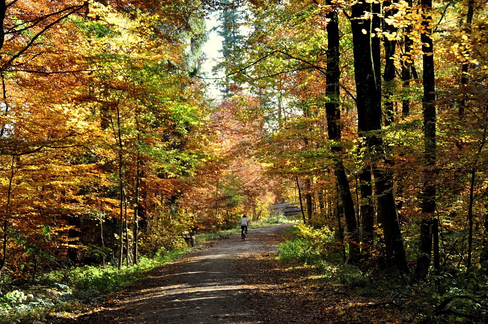 Kostenloses Foto Herbst Laubwald Wald Natur Kostenloses Bild Auf Kostenloses Foto Herbst Laubwald Wald Natur Kostenloses Bild Auf