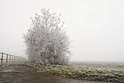Zima, Zralý, Příroda, Strom, Studený