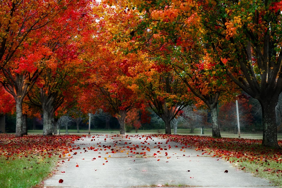 Kostenloses Foto B ume Herbst Natur Kostenloses Bild Auf Pixabay 