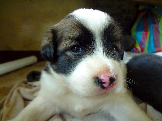 Free Puppy Dog photo and picture
