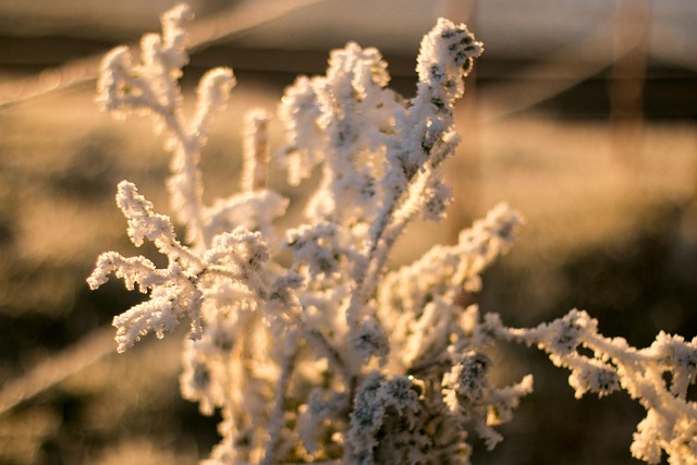 Free Ice Crystals Winter photo and picture