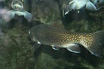 trout, fish, aquarium