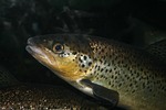 trout, fish, aquarium