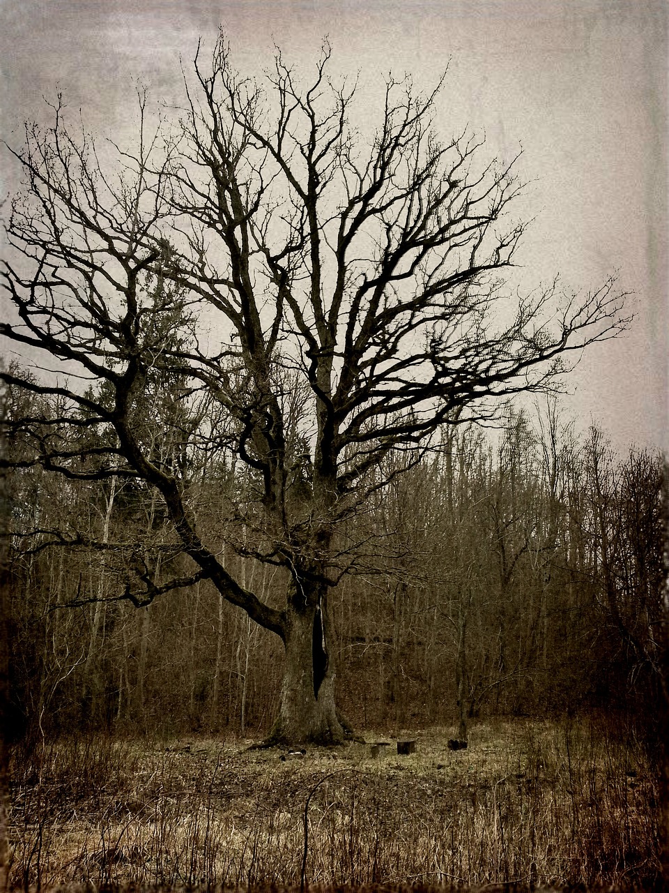 Tree Burned Landscape Big Free photo on Pixabay Pixabay