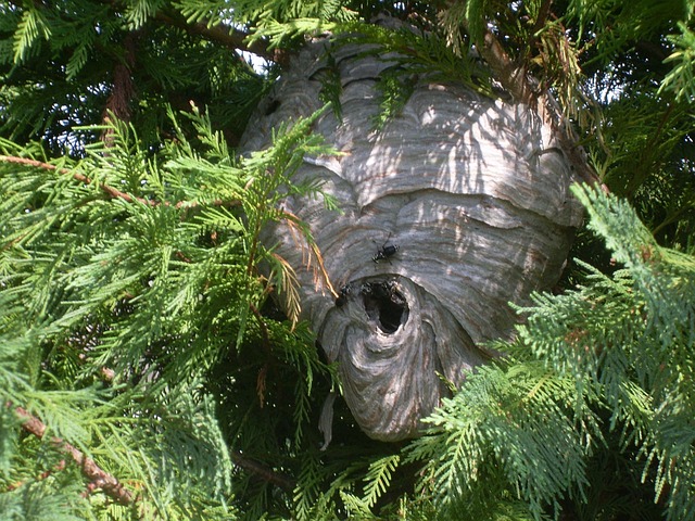 Free Vespiary Hornets' Nest photo and picture
