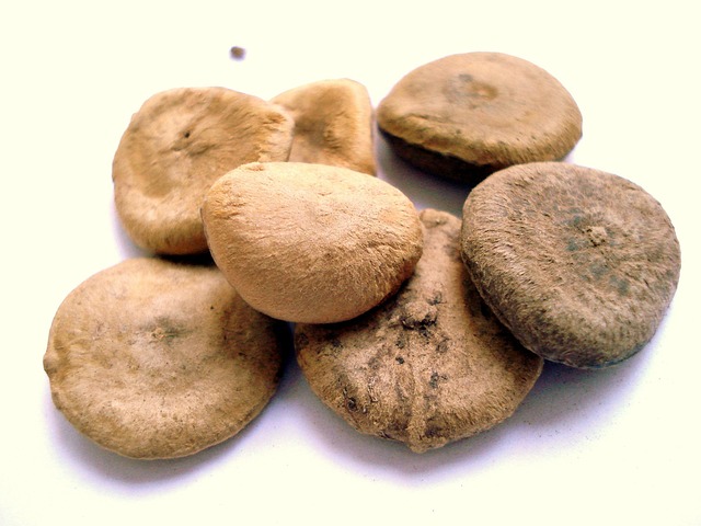 Free Strychnos Kargabuken photo and picture