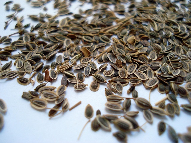 Free Dill Fruit Dill photo and picture