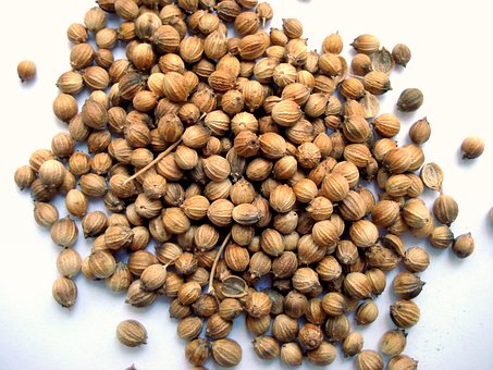 Coriandre, Fruits De Coriandre