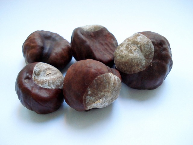 Free Horse Chestnut Aesculus photo and picture