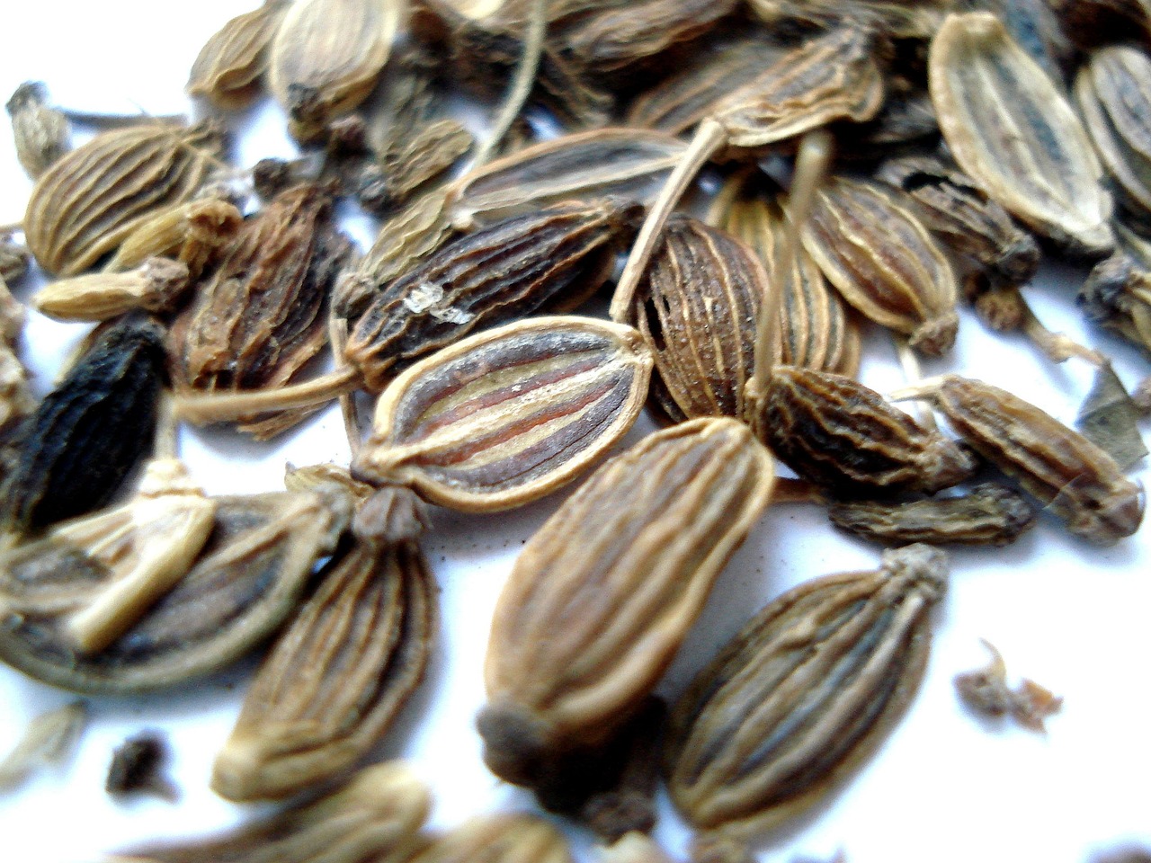 Dill Fruit Seed Free photo on Pixabay Pixabay