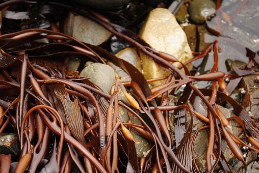 alga de Cochayuyo