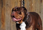 renascence bulldogge, dog, english bulldog