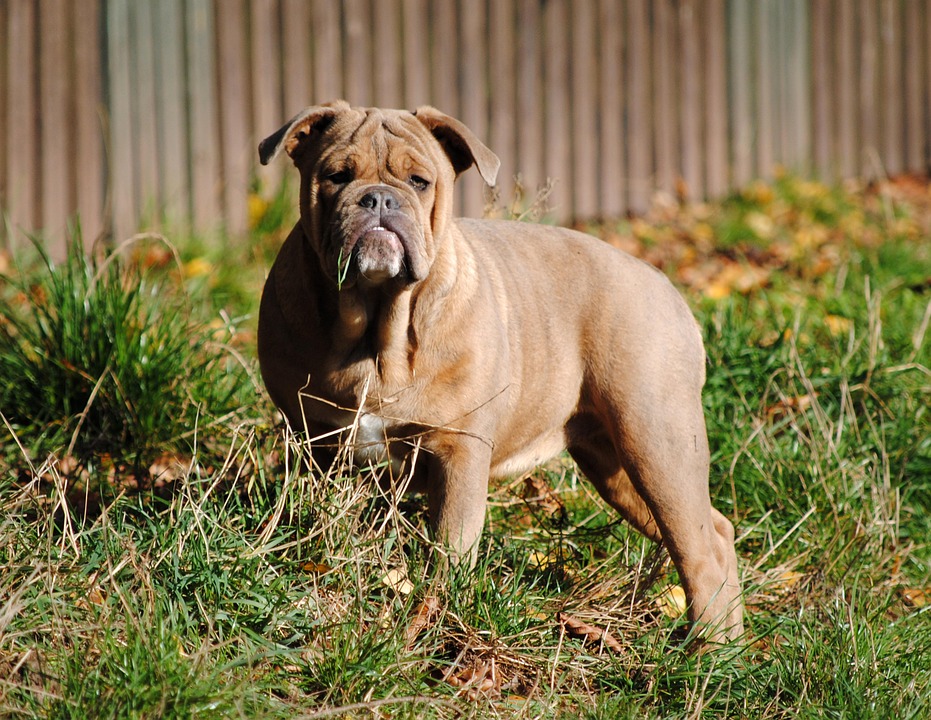 Bulldog Dog Canine · Free photo on Pixabay