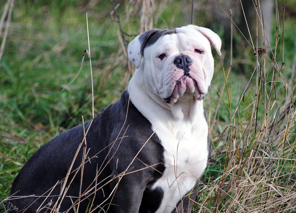 Englische Bulldogge Hund Eckzahn Kostenloses Foto auf Pixabay Pixabay