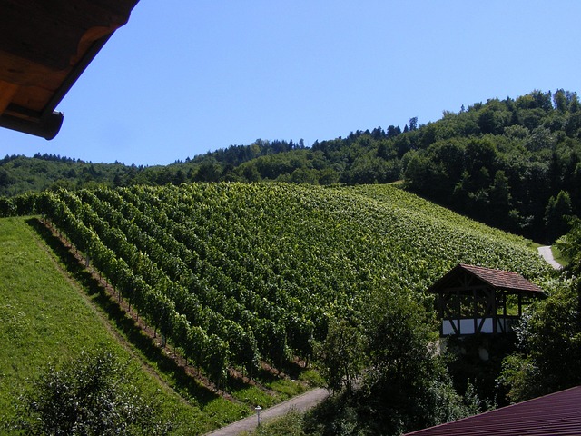 Vino Viña, Durbach, Bosque Negro, Viñas