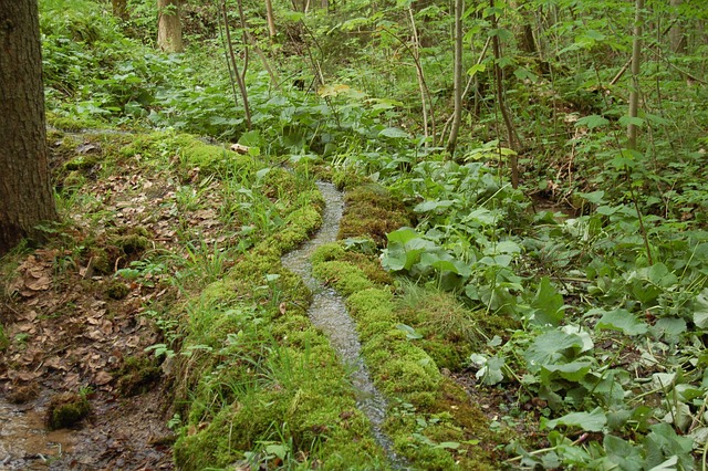 Free Path Singletrail photo and picture