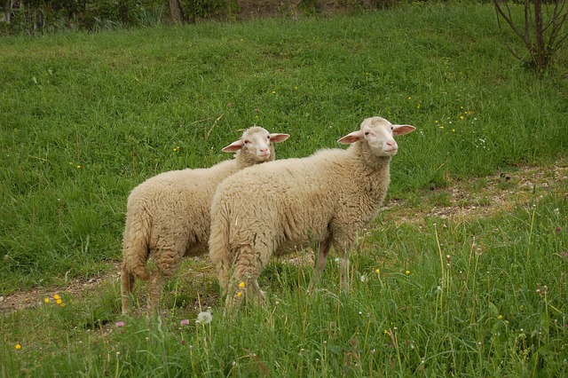 Free Sheep Animal photo and picture