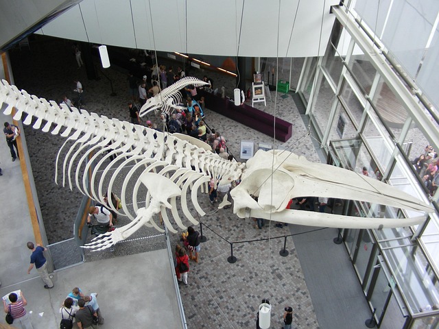 Stralsund, Ozeaneum