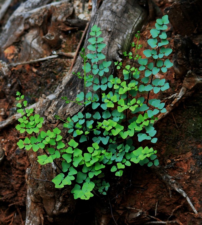 Wildflower Exploration – Fernbank Museum