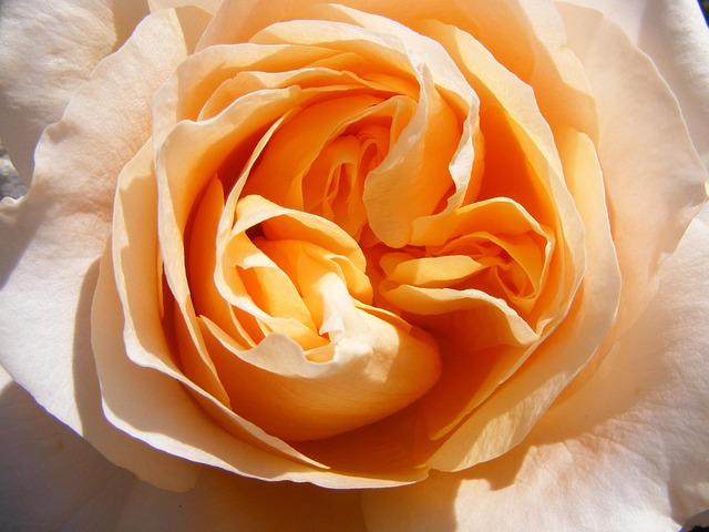 Rosa, Naturaleza, Flor Rosa, Flor