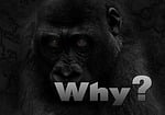 why, question, gorilla