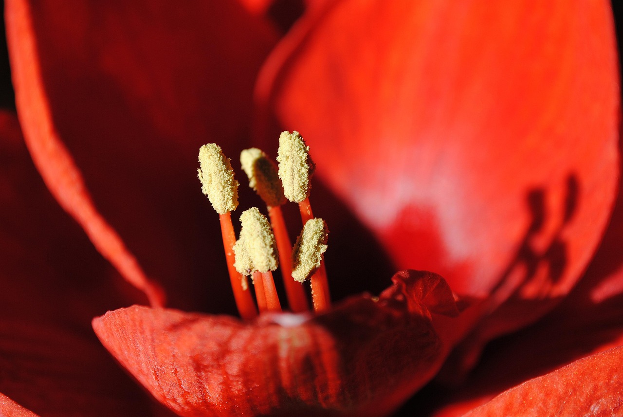 Amaryllis - free online jigsaw puzzle photo